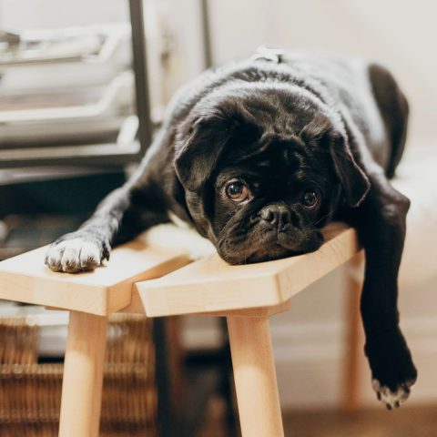 Rainy Day Indoor Activities for Your bulldog