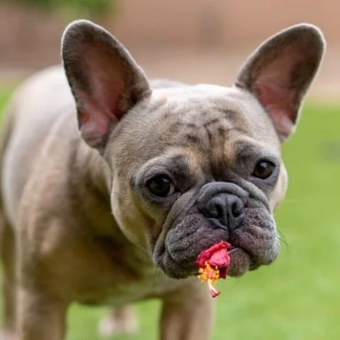 Sky-High Costs of Treating Skin Allergies in Frenchie