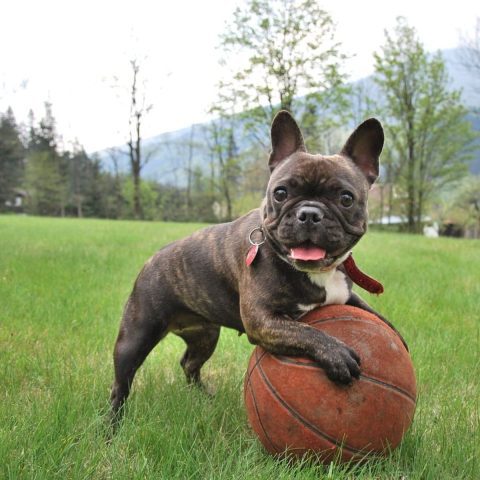 What Exercise Does My French Dog Need Daily