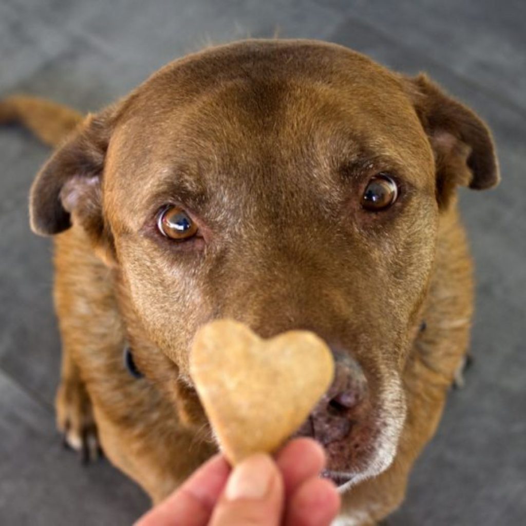 Budget-Friendly Toy and Treat Alternatives for dog