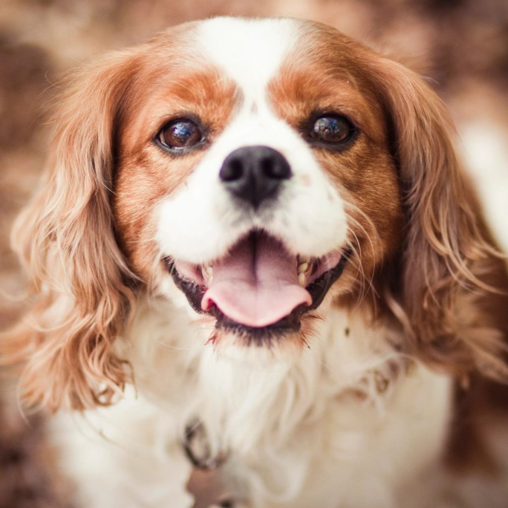 Cavalier King Charles Spaniels for dog