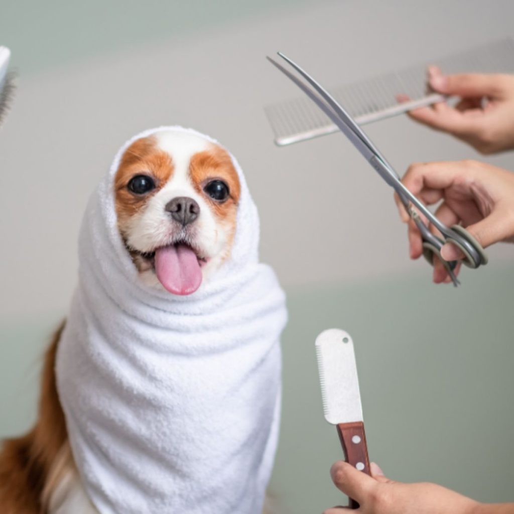 Detangling and Brushing Techniques for dog