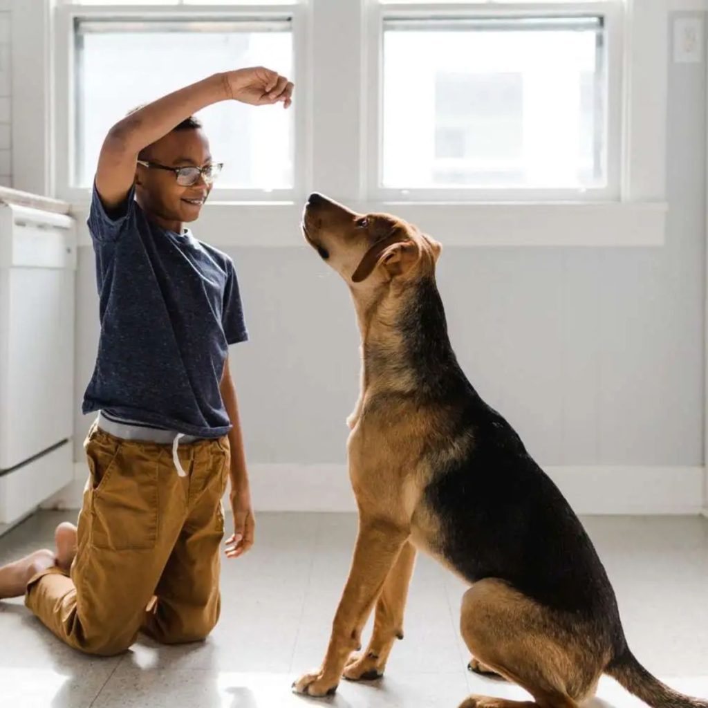 Establishing Basic Obedience Commands for golden retriever