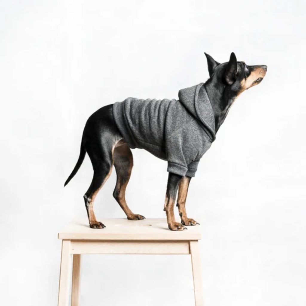 Fleece-Lined Sweaters and Hoodies for dog