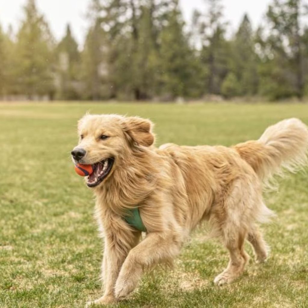 Identify and Address Underlying Causes for golden retriever