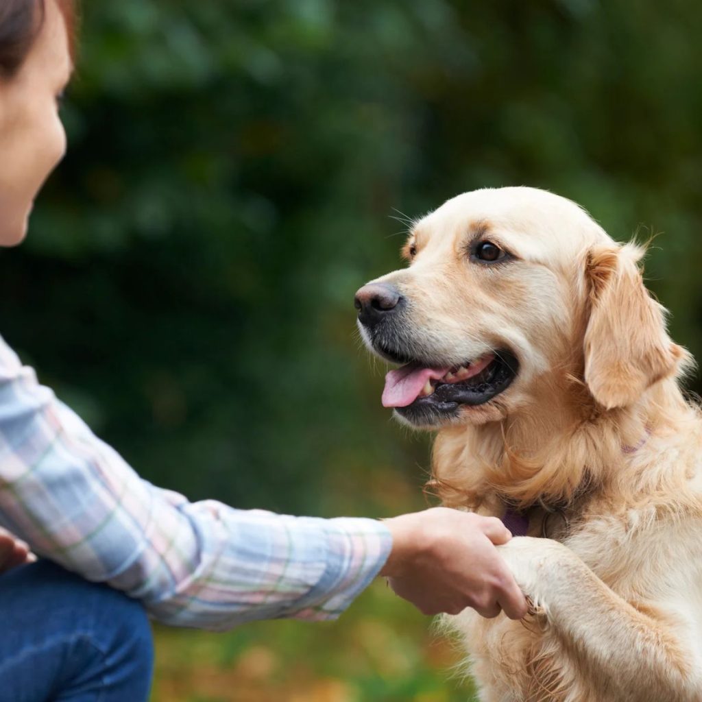 Laying Foundation for Good Behavior for Retriever