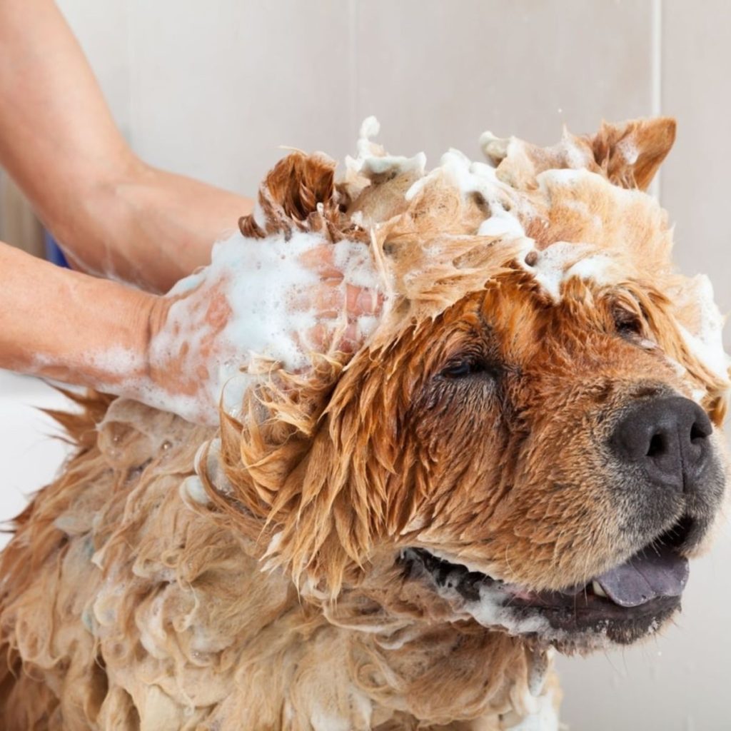 Natural Ingredients for Itch Relief for dog