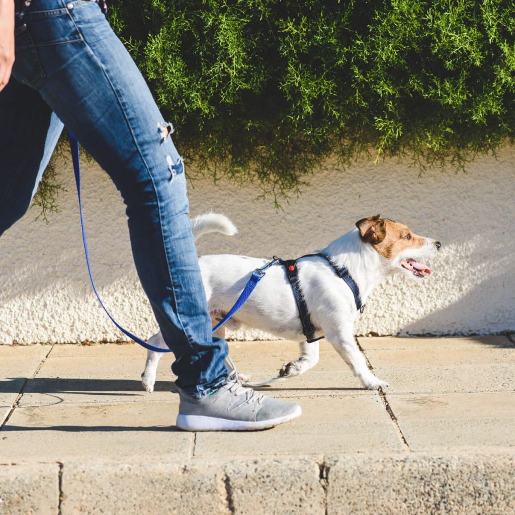 Practice Upright Walking Exercises for dog