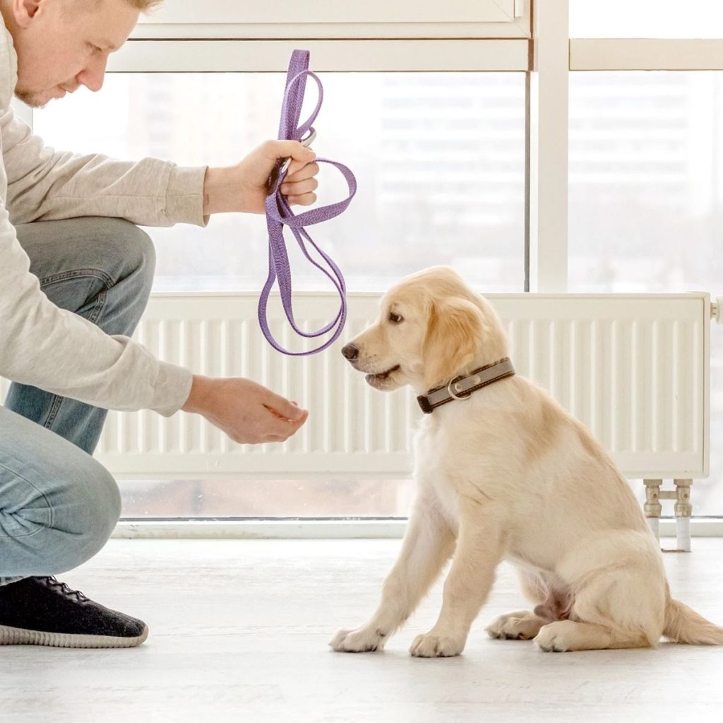 Redirecting Your Dog's Attention for Retriever