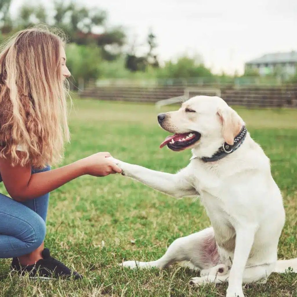 Rewarding Desired Behaviors for Retriever