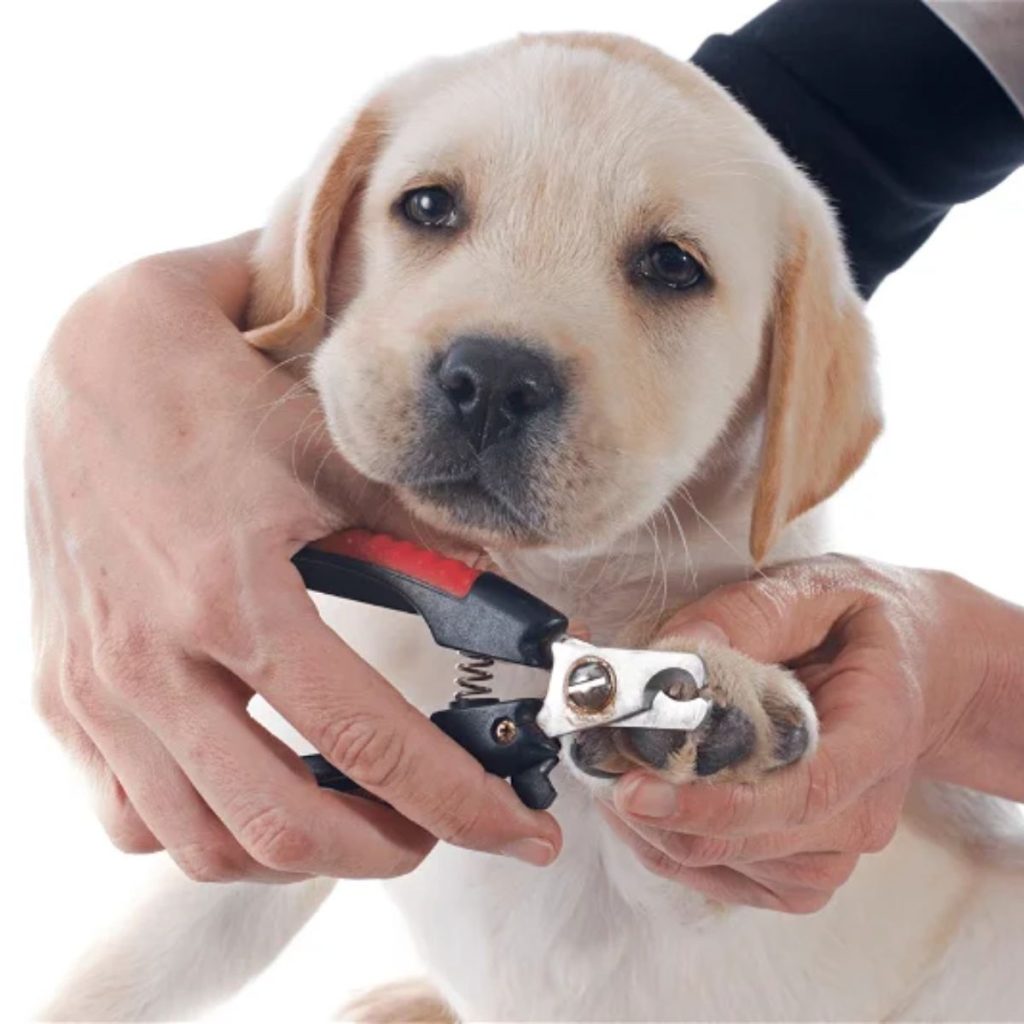 Scissors for Thick Nails and Coats for dog