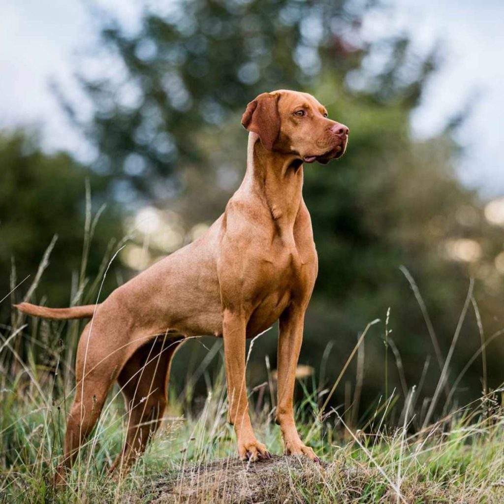 Short-Haired Sprinters for Warm Weather for dog