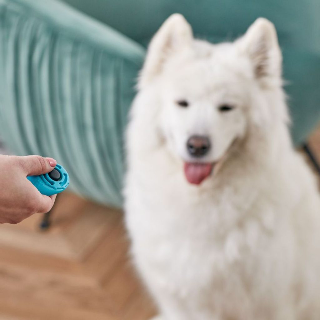 Understanding Clicker Training Basics for dog