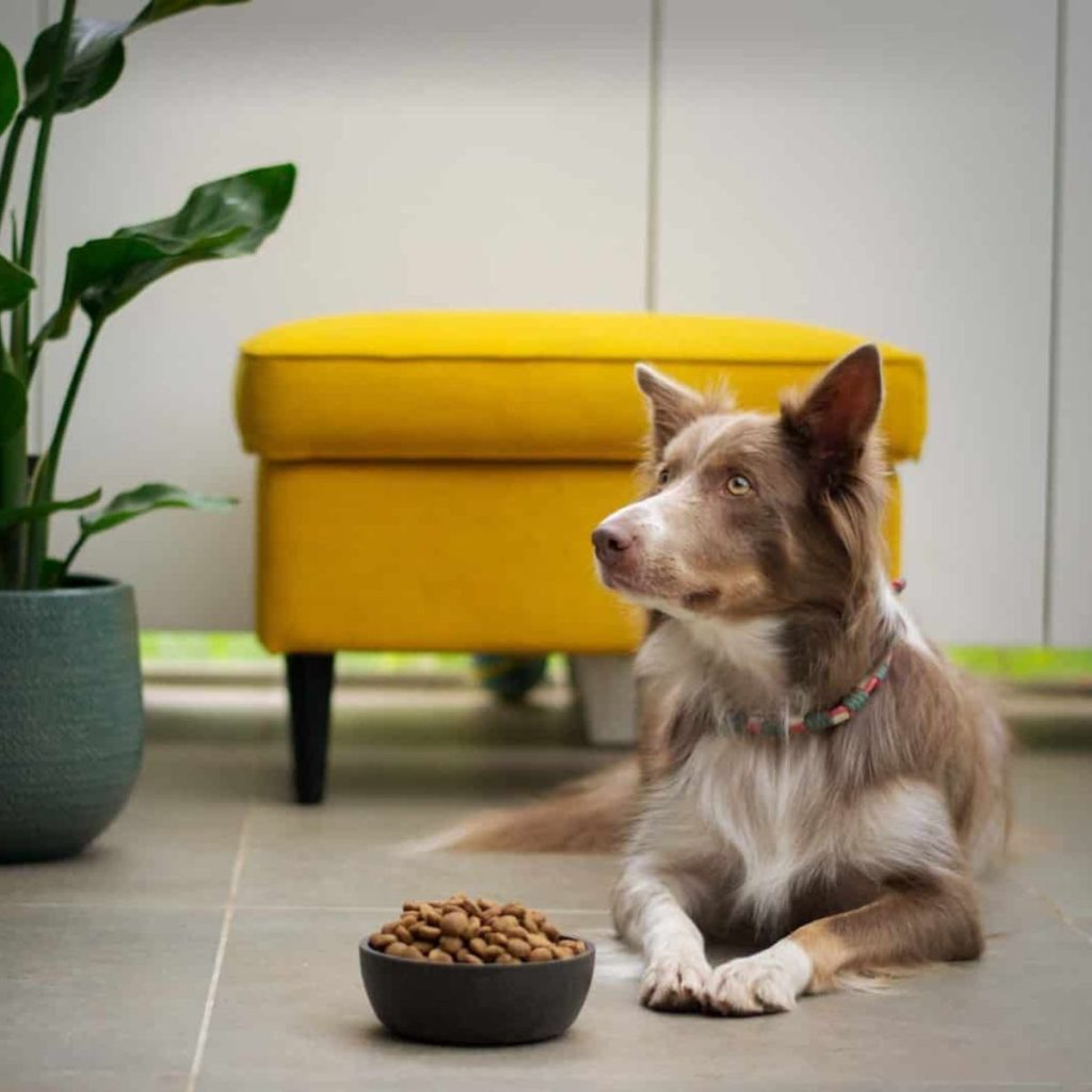 10 Tips for Choosing Nutritious Vegetarian Dog Food