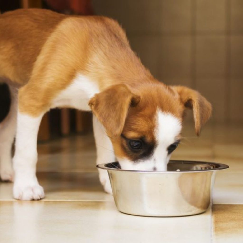 100% Gentle Gluten-Free Dog Food for Sensitive Stomachs