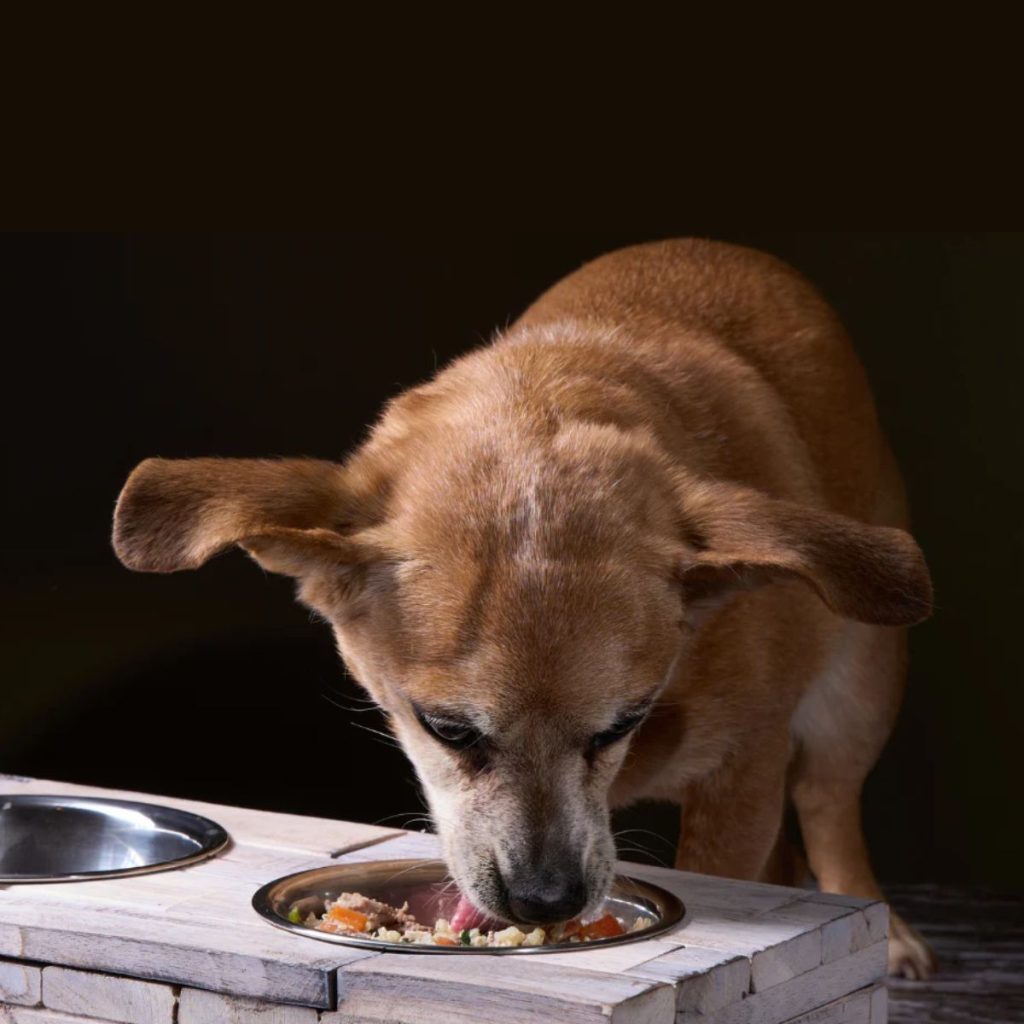 3 Best Nutrient-Rich Limited Ingredient Dog Food Options