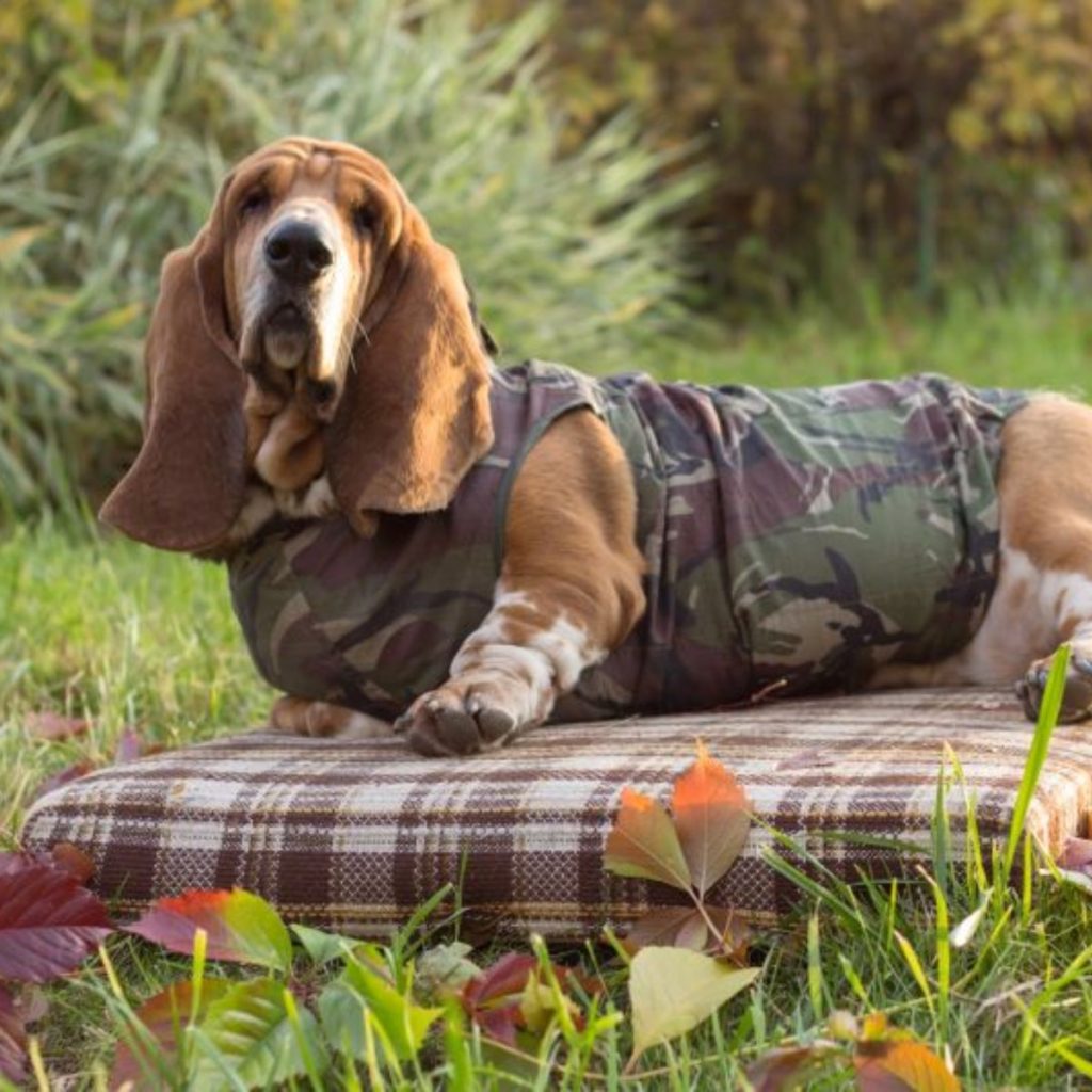 Basset Hounds and Their Oily Coats