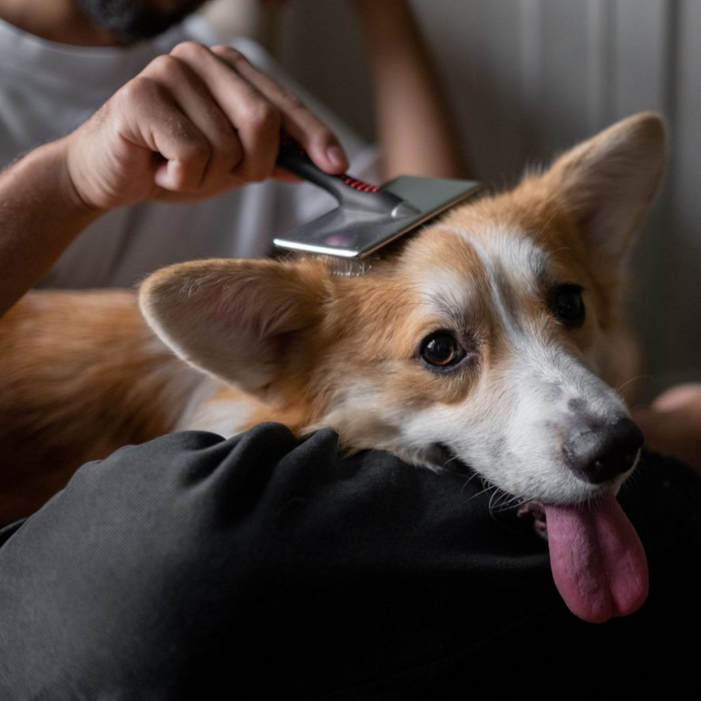 Brush Your Dog Regularly for dog grooming