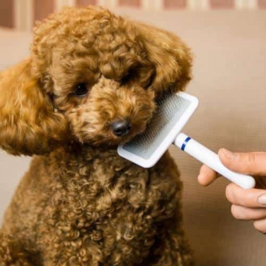 Brush Your Poodle Daily for Poodle Fur