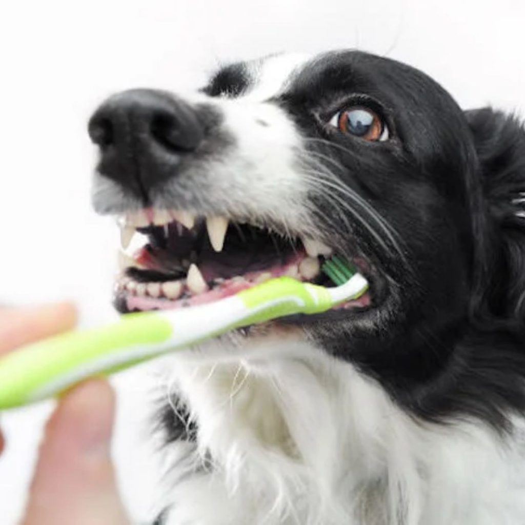 Brushing Basics for Canine Teeth for dog