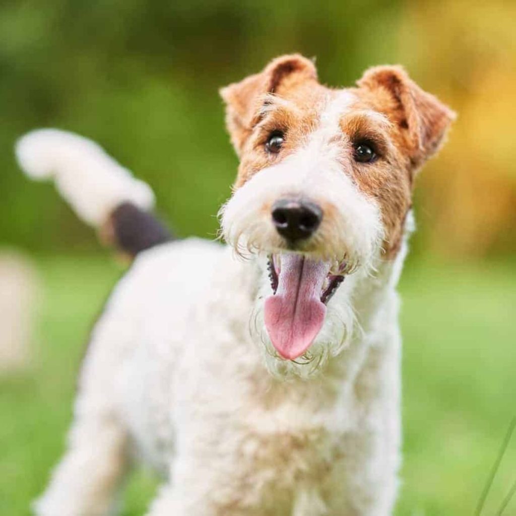 Brushing for Coat Separation for Wire Haired Terrier Coats