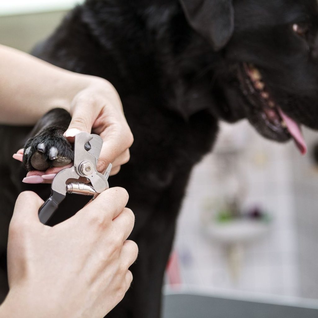 Choose the Right Nail Clippers for dog grooming