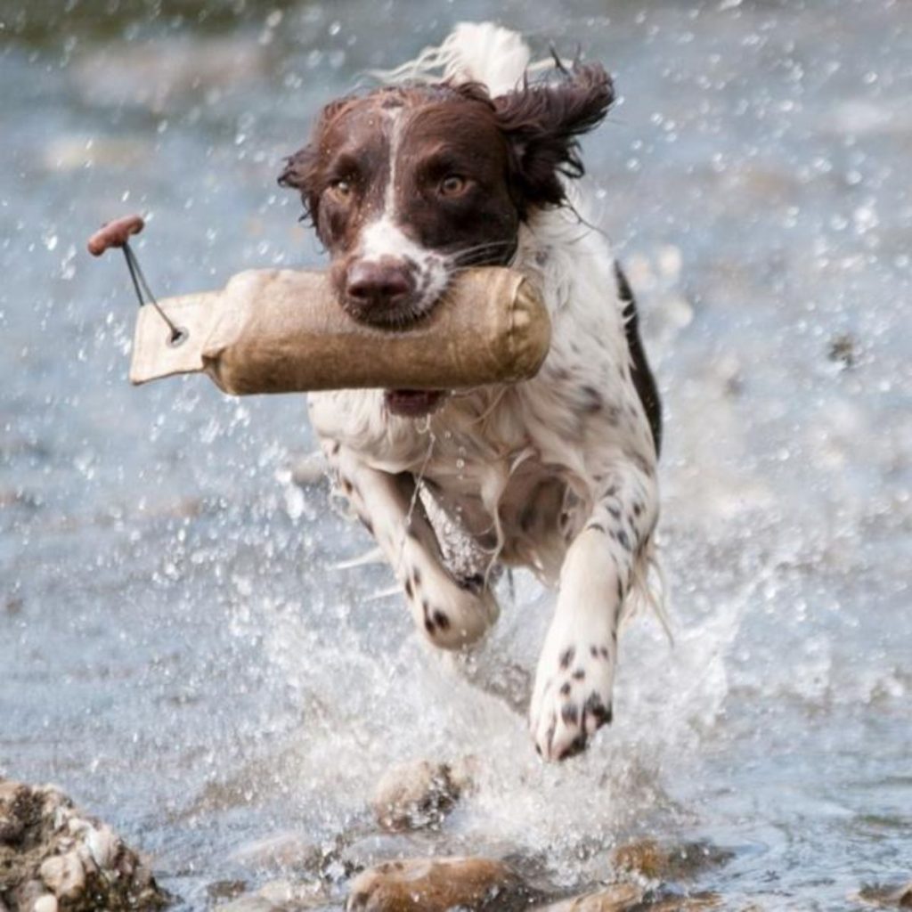 Choosing the Best Grain-Free Food for Small Breeds