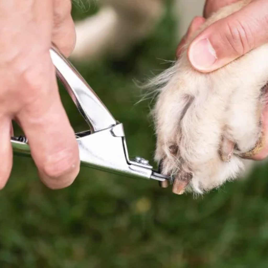 Choosing the Right Nail Clippers