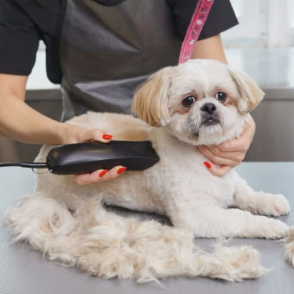 Coat Type and Breed Considerations for dog grooming