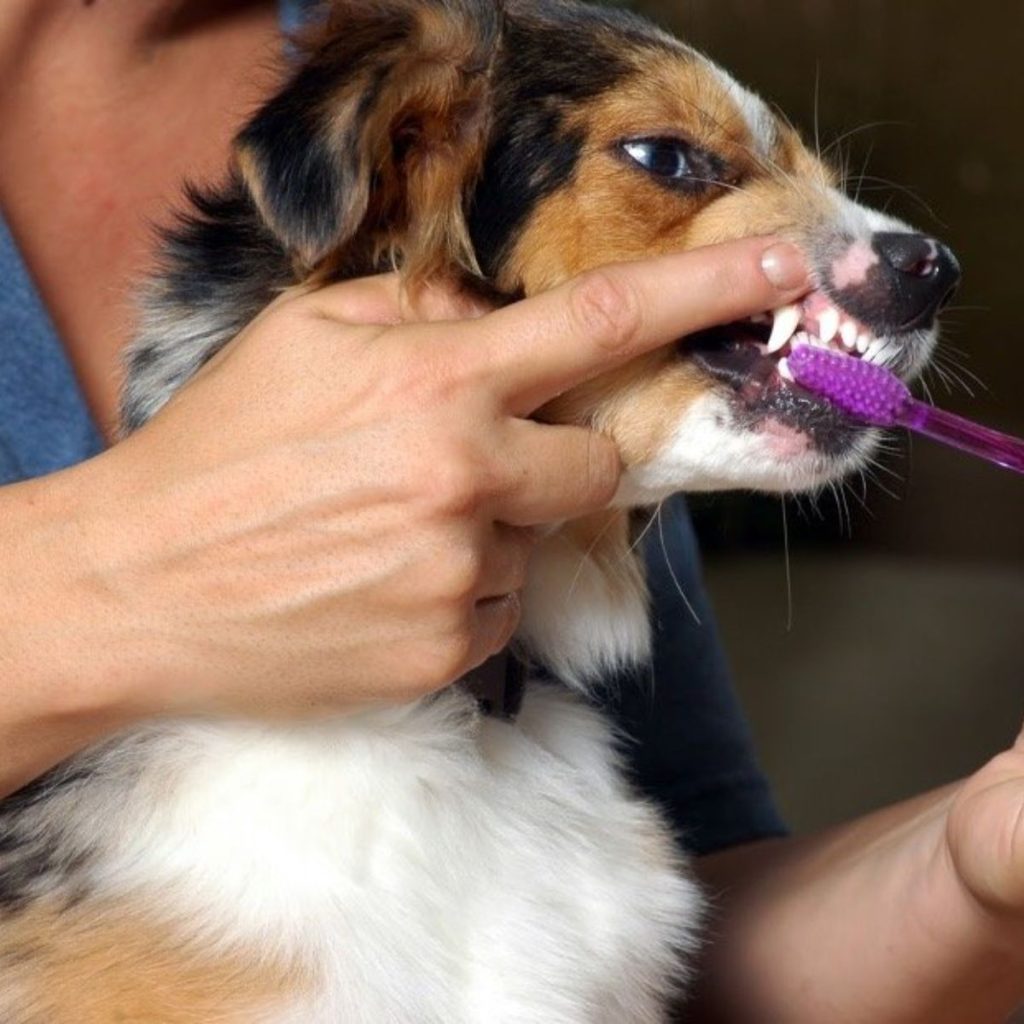 Common Causes of Bad Breath for dog