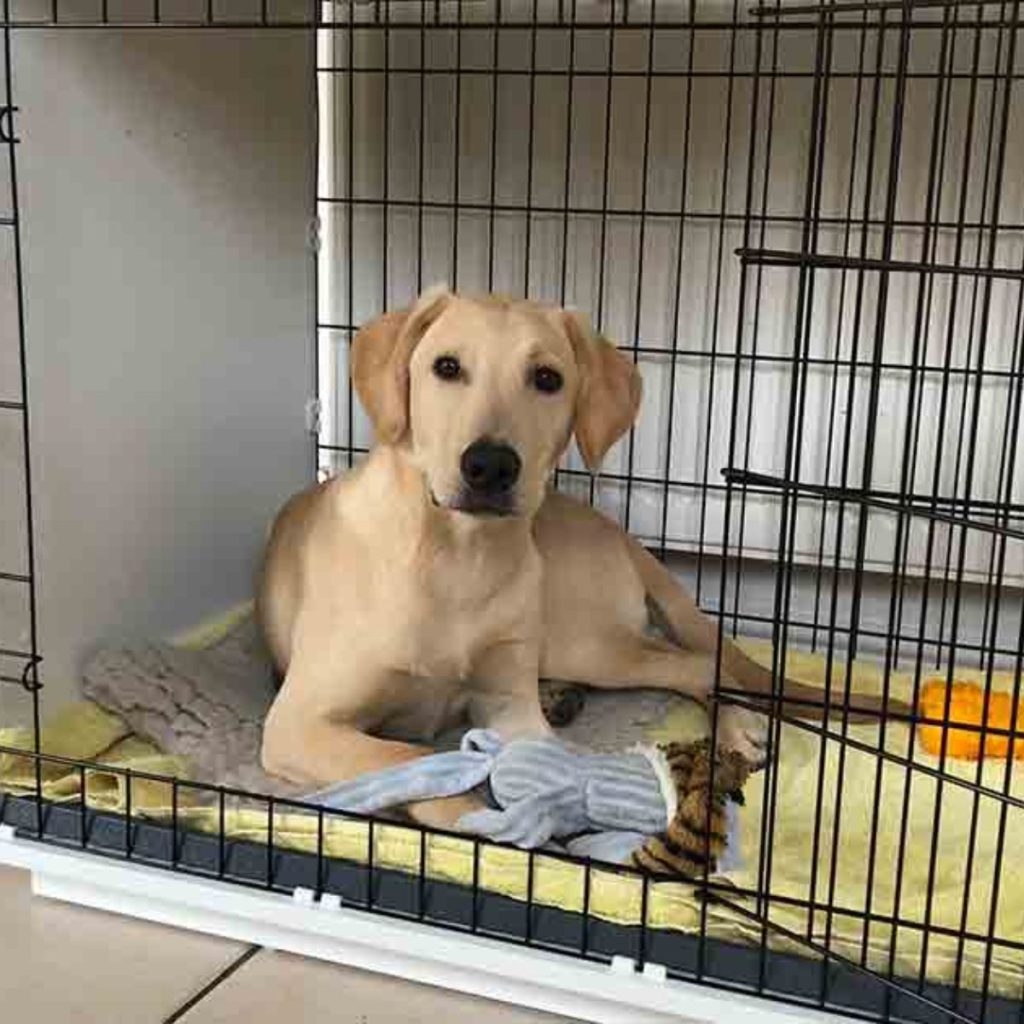 Crate Training for Success for golden retriever