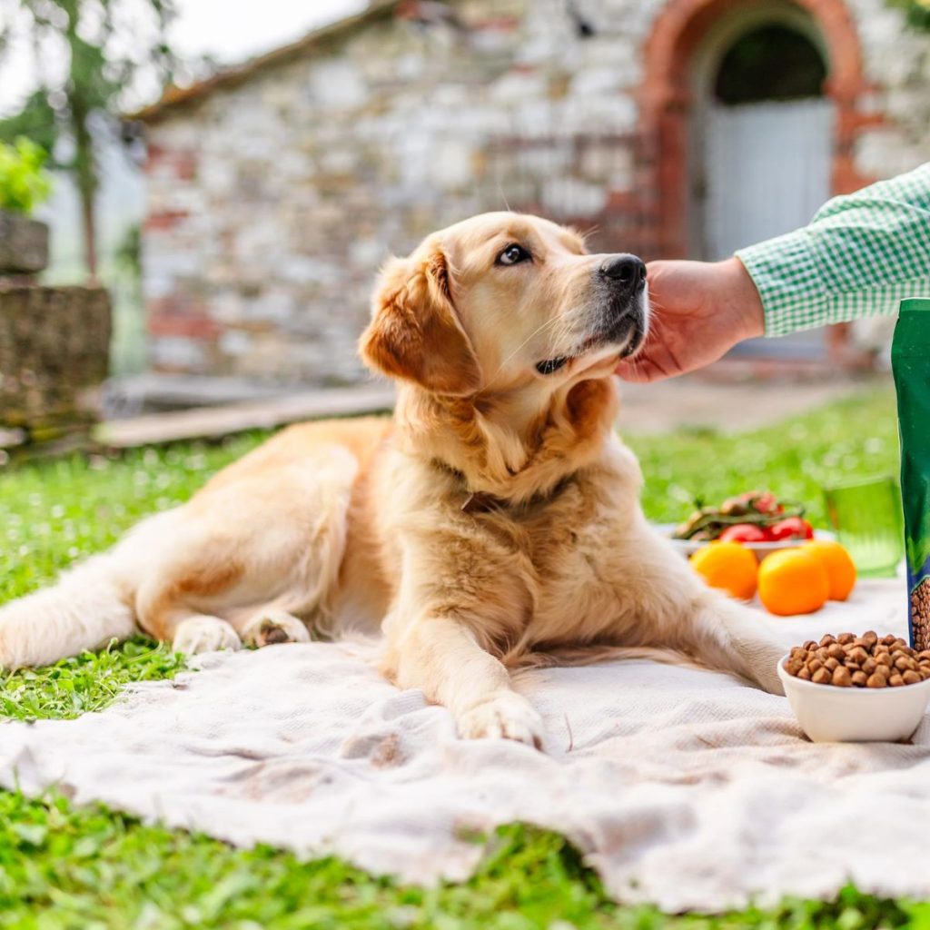 Do High-Protein Diets Really Fuel Active Dogs Best