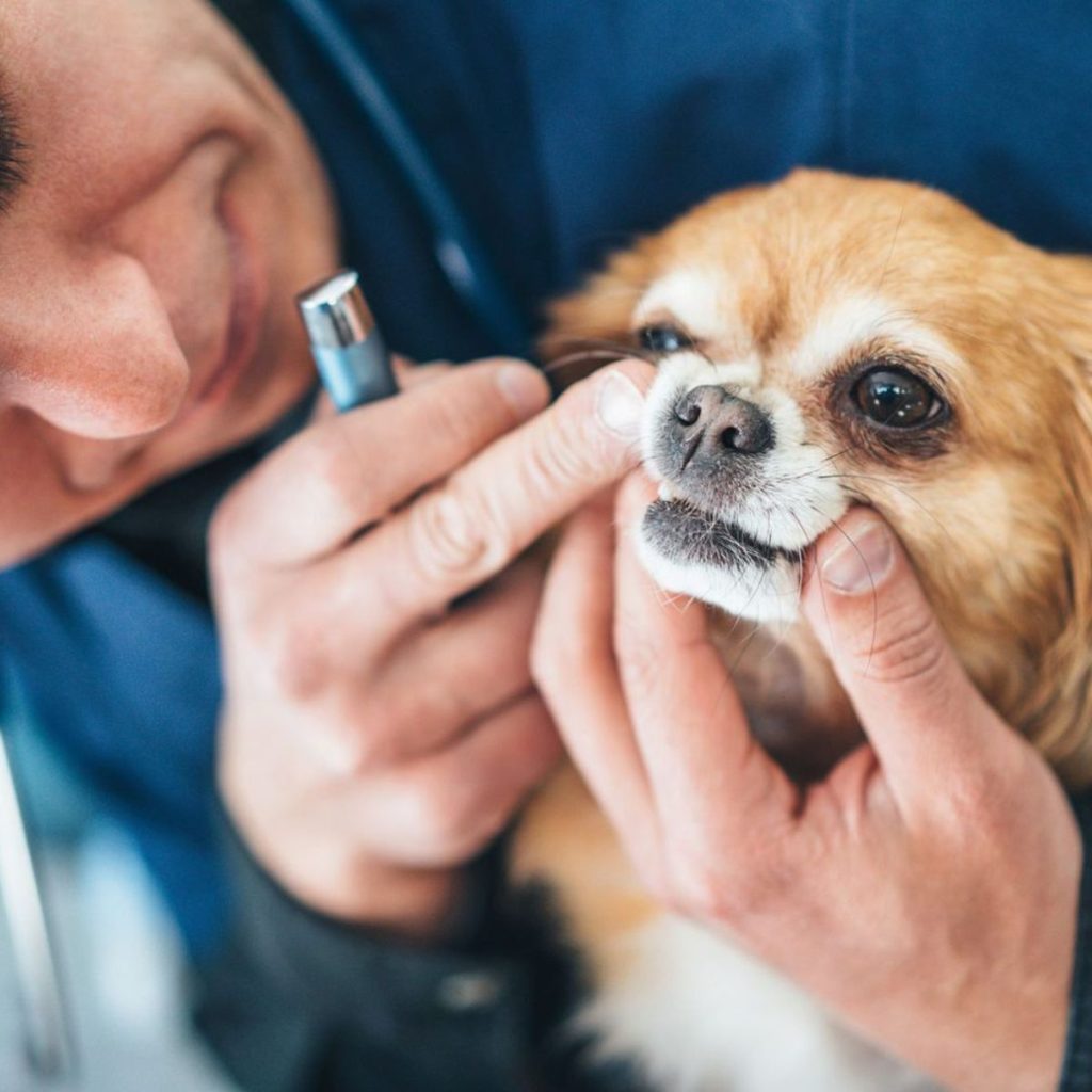 Factors Affecting Teeth Cleaning Cost for dog