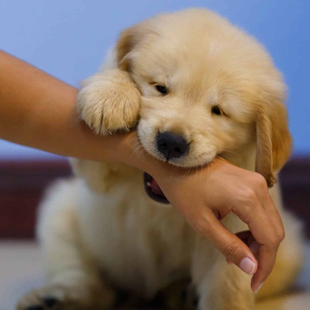 Foundational Commands for Beginners for golden retriever