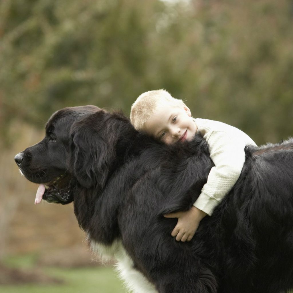 Gentle Giants Needing Gentle Care for big breed