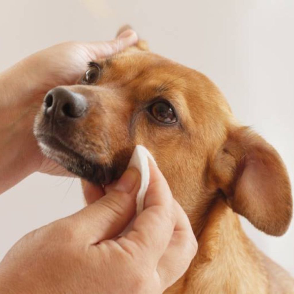 Home Remedies for Tear Stains Dog