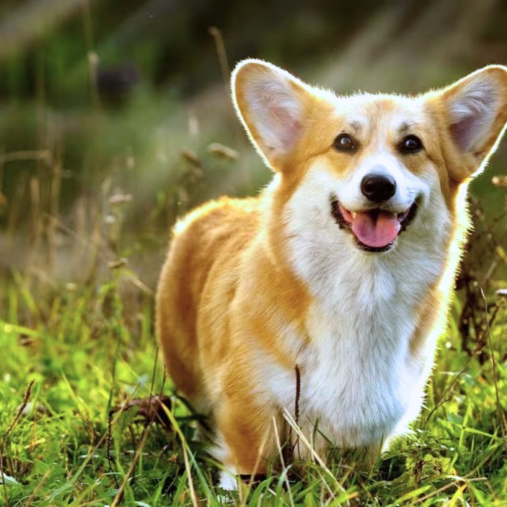 Meet Breed Standards Expert Corgi Coat Care Essentials