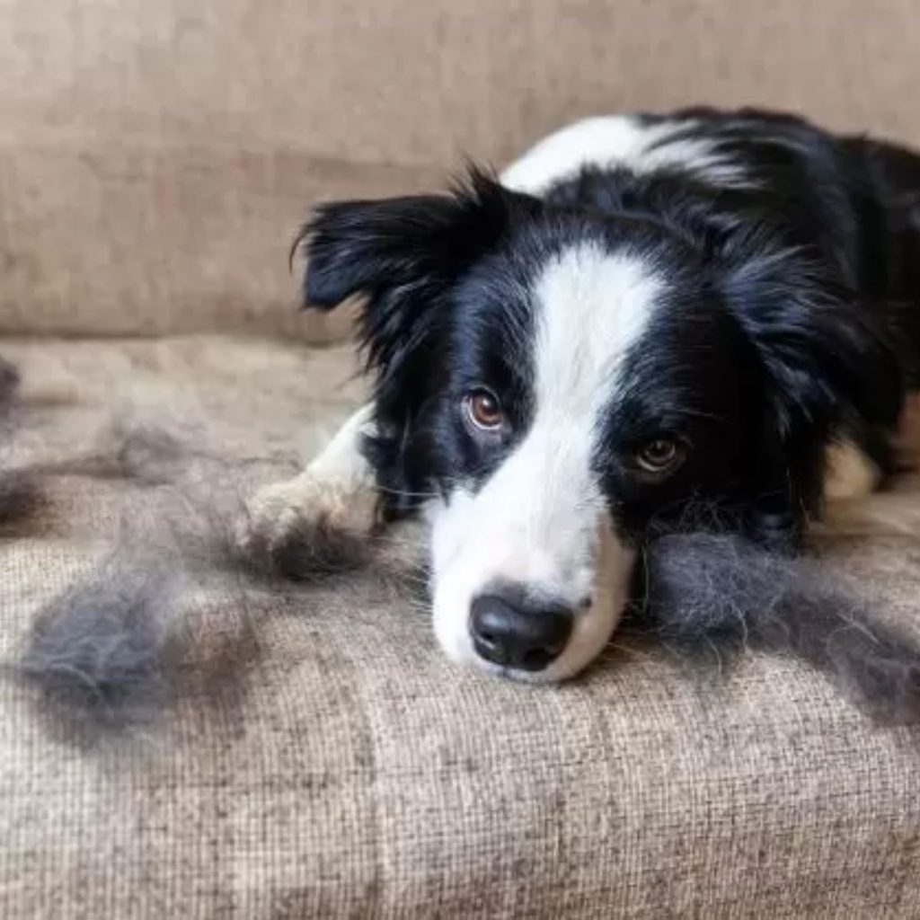 Nutrient Deficiencies and Shedding for dog shedding