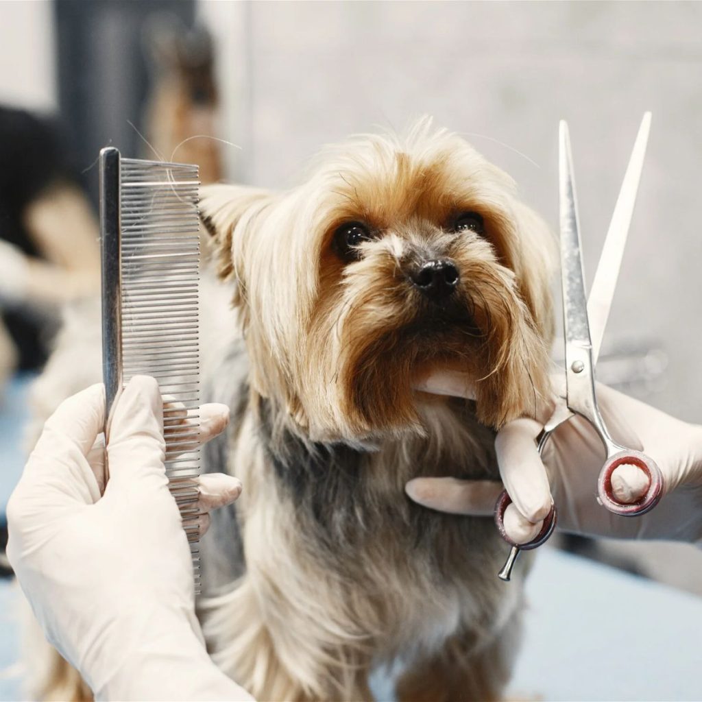 Pawsitively Priced Pampering Packages for dog groom