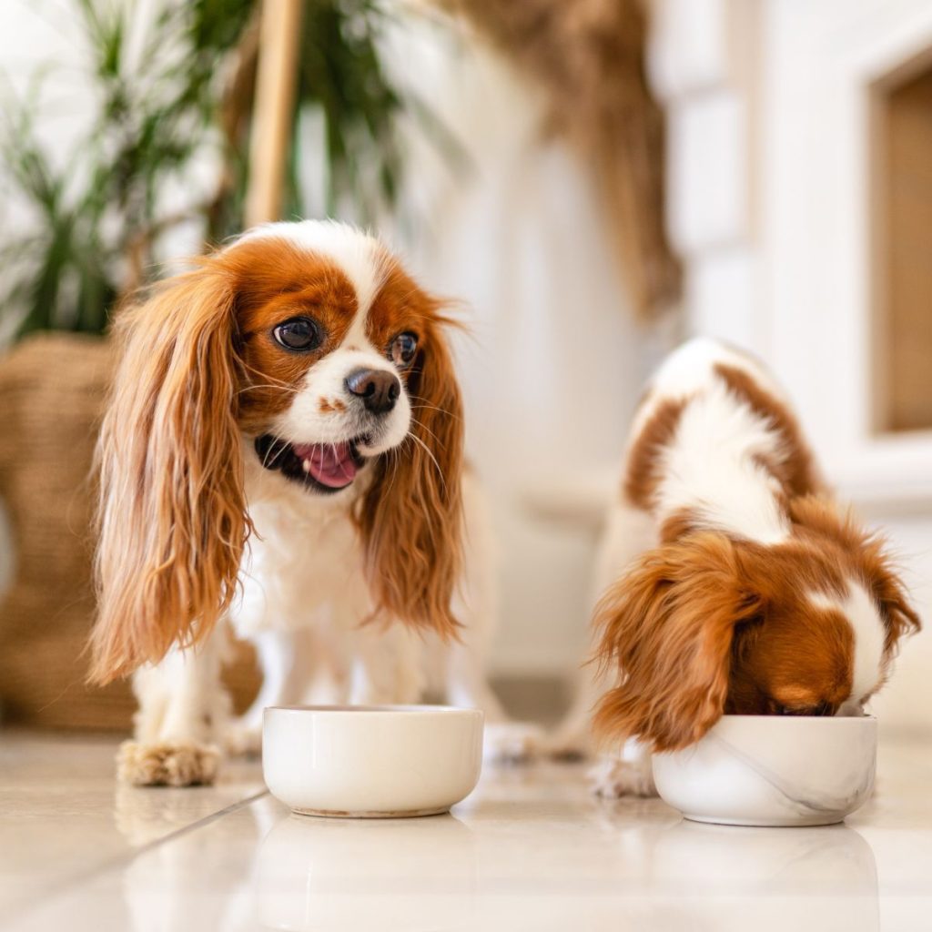 Protein-Packed Diets for Energetic Canine Companions