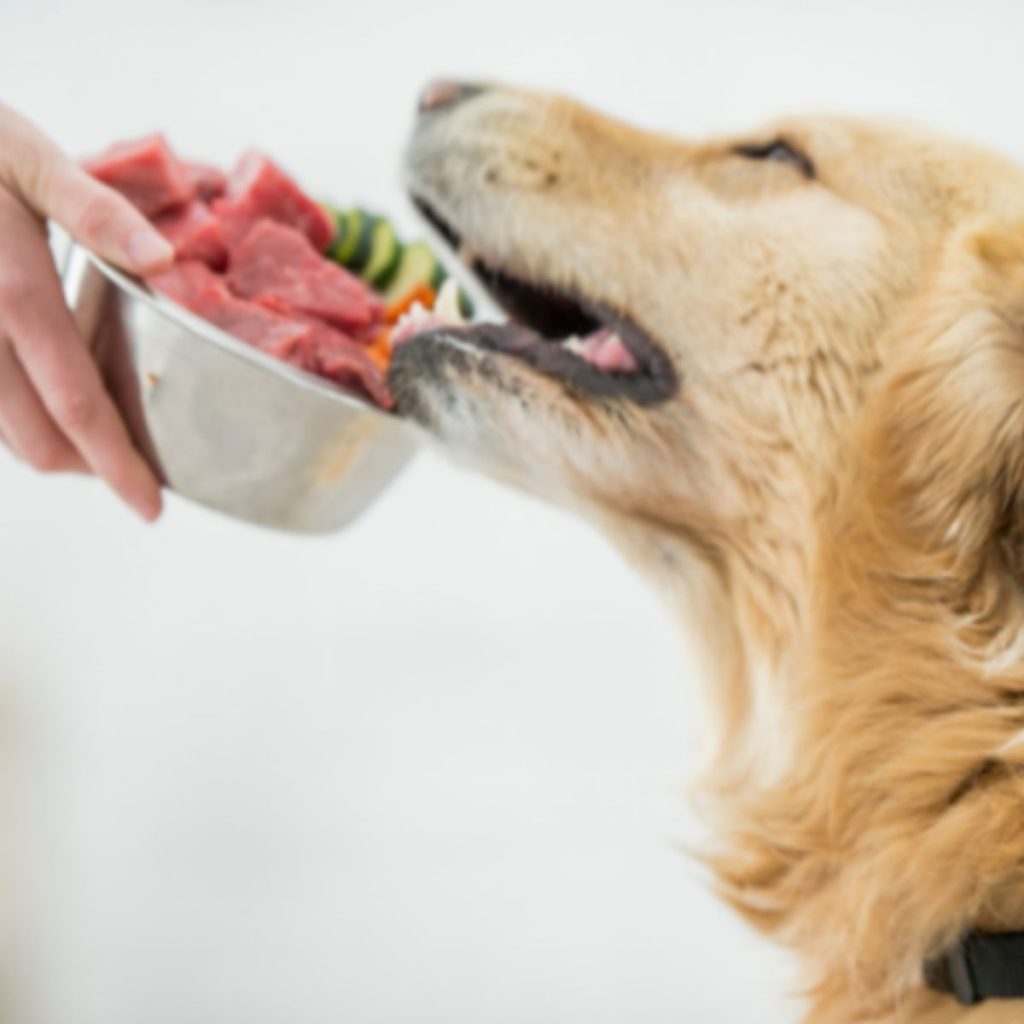 Say Goodbye to Allergies With Wholesome Canine Cuisine