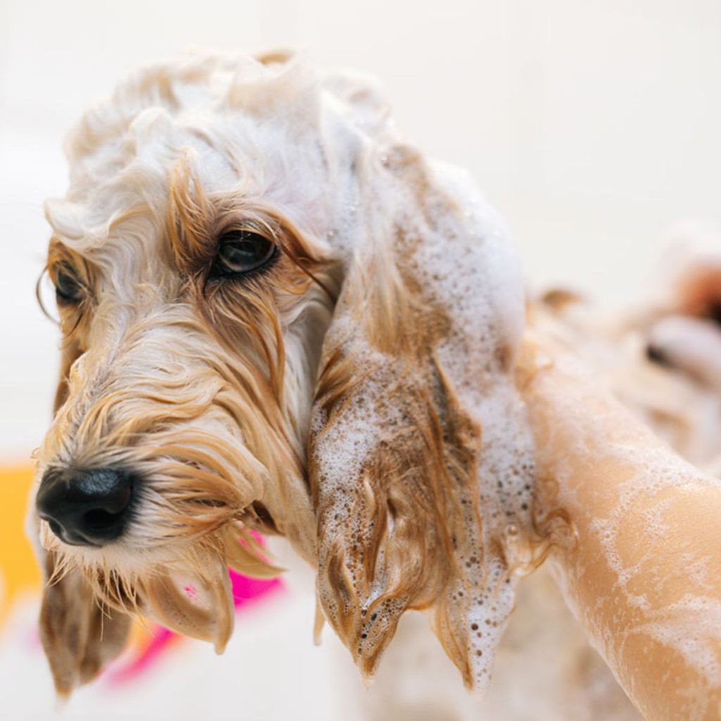 Top Pick for Sensitive Skin for dog grooming