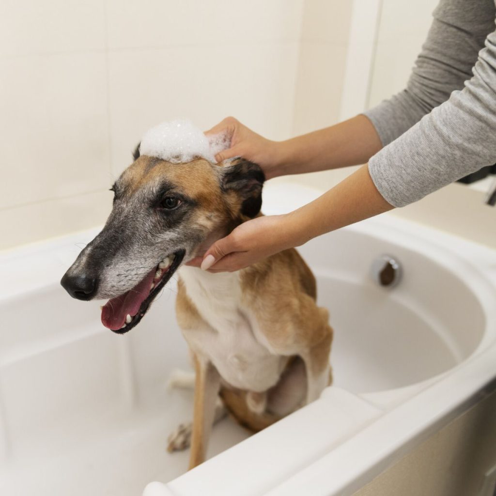 Understanding Canine Skin Ph for dog