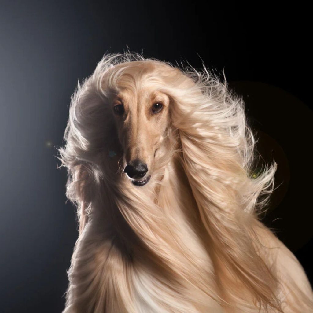 Understanding Long Haired Breeds