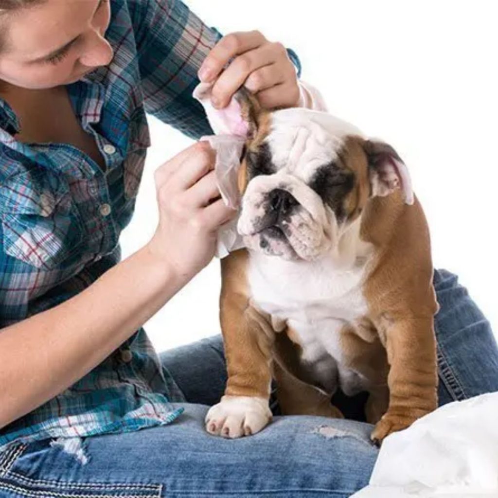 Understanding Your Dog's Ear Needs