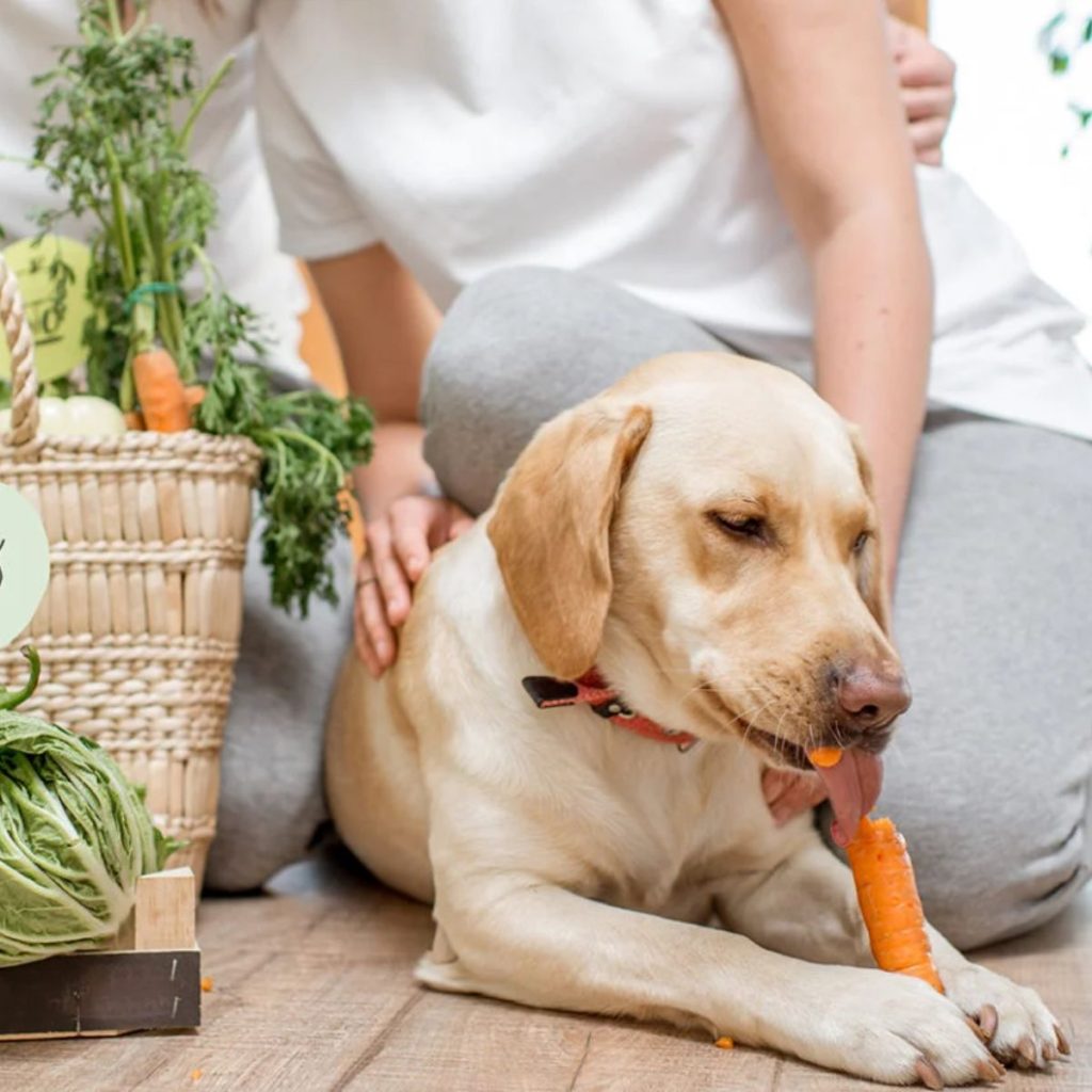 Unleash the Power of Vegetarian Diets for Dogs