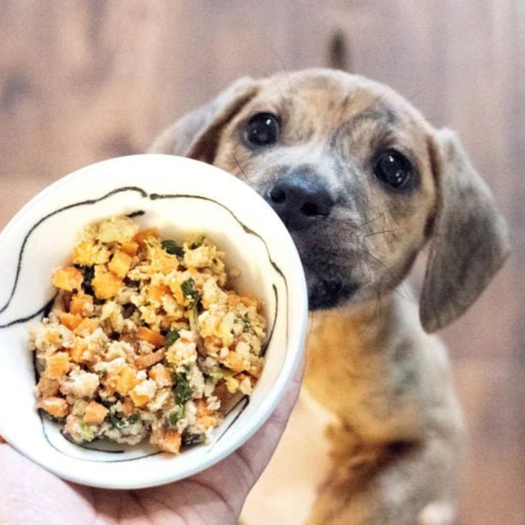 Vegetarian Dog Food The Ultimate Nutrient Powerhouses