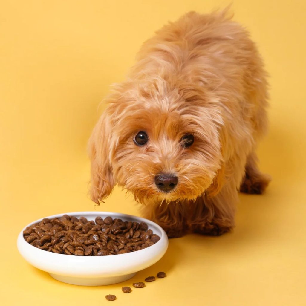 Why Your Dog's Sensitive Stomach Needs This Food