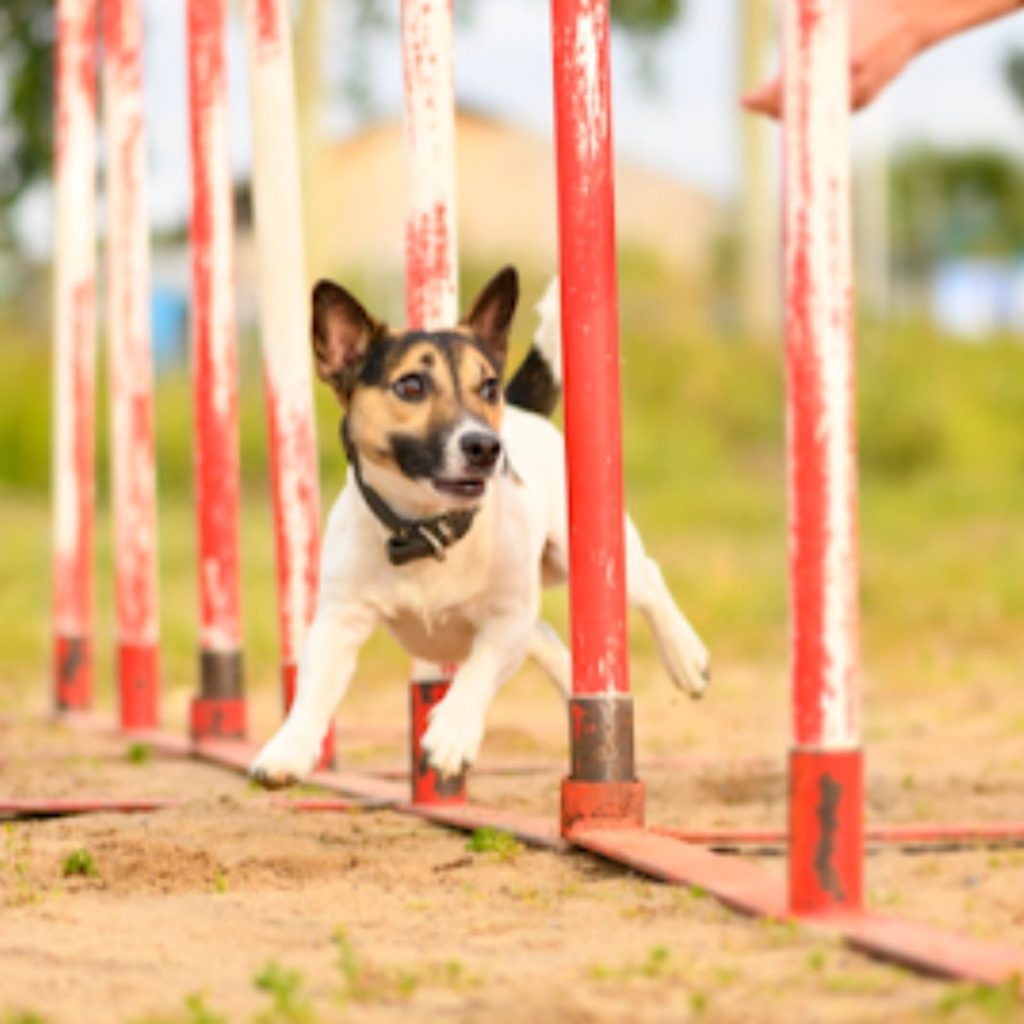 mastering complex tunnel runs for golden retriever