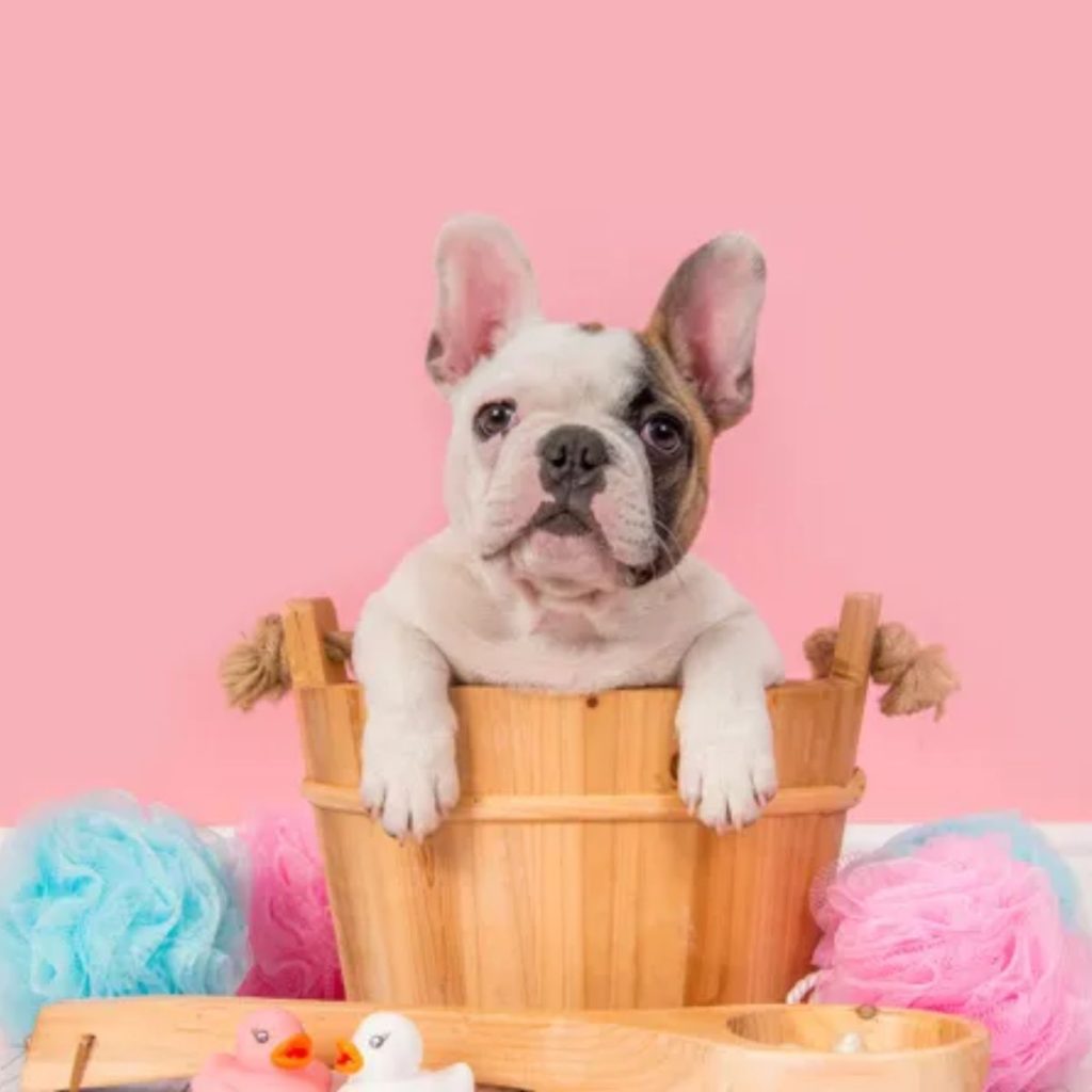 Essential Grooming Tools for New Frenchie Owners